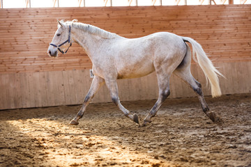 Obraz na płótnie Canvas Training of sport horse