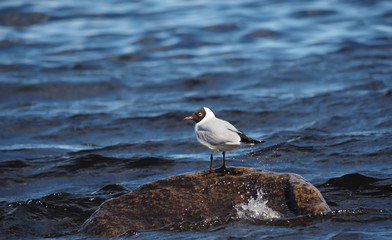 seagull on the lake
