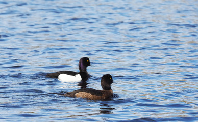 tufted duck on the lake