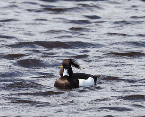 Fototapeta premium tufted duck on the lake