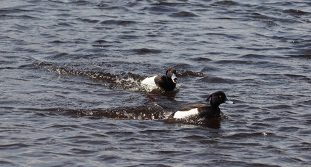 tufted duck on the lake