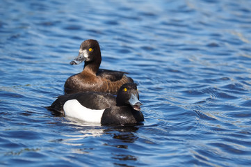 tufted duck on the lake