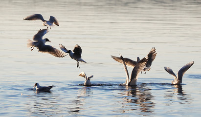 seagull on the lake
