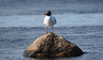 black-headed gull on lake