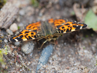 beautiful butterfly in the forest