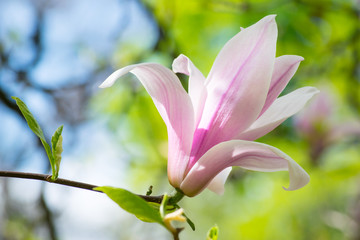 Pink magnolia flowers