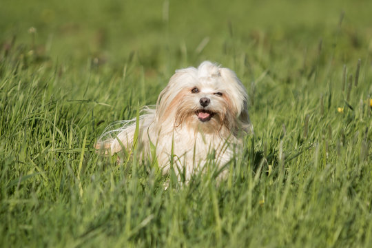 Hund havaneser auf der Wiese