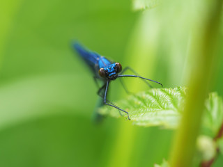 beautiful dragonfly in the forest