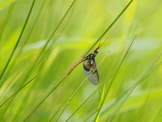 closeup of mayfly (Ephemeroptera) on leaf