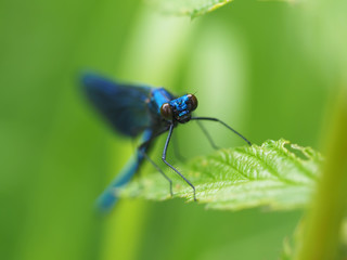 beautiful dragonfly in the forest