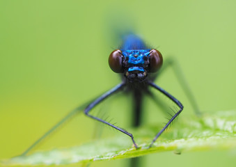 beautiful dragonfly in the forest