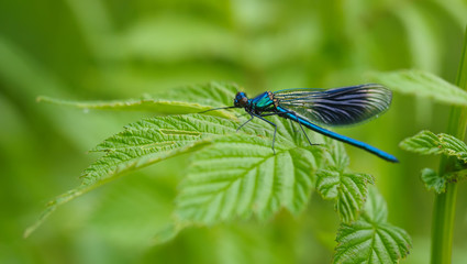 beautiful dragonfly in the forest