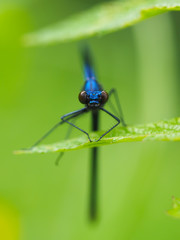 beautiful dragonfly in the forest