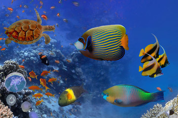 Fototapeta na wymiar Colorful coral reef with many fishes and sea turtle