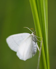 beautiful butterfly in the forest