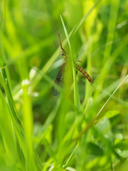 closeup of mayfly (Ephemeroptera) on leaf