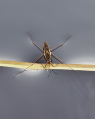 pond skater on water