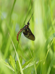 closeup of mayfly (Ephemeroptera) on leaf