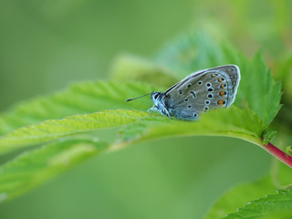 beautiful butterfly in the forest