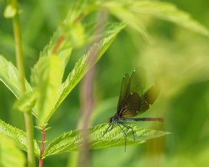 beautiful dragonfly in the forest