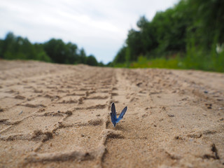 beautiful butterfly on a forest road