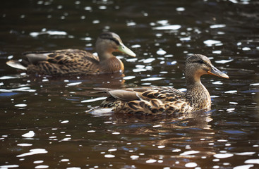 duck on the lake