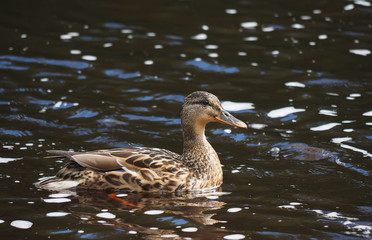 duck on the lake