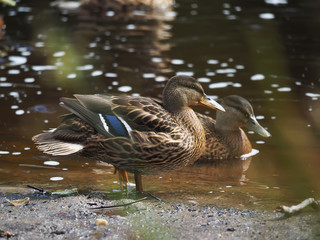 duck on the lake