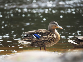 duck on the lake