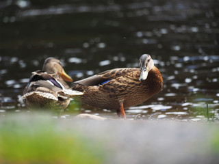 duck on the lake