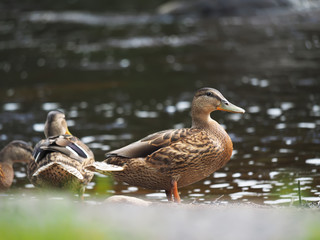 Fototapeta premium duck on the lake