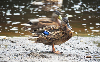 duck on the lake