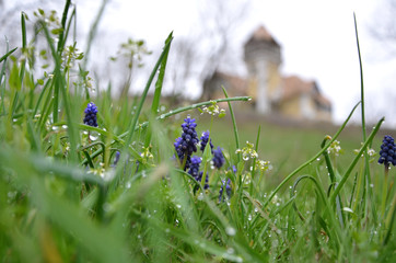 Muscari flower in the dew on the background of the old house