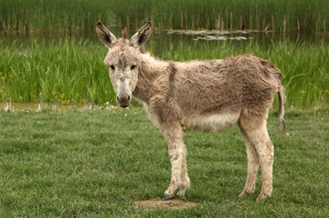 Donkey is standing on green grass field