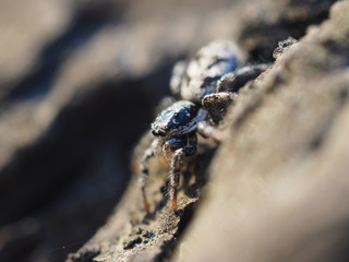 jumping spider on tree bark