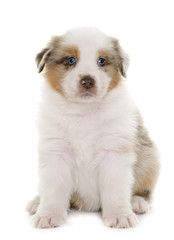 puppy australian shepherd