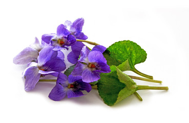 Elefantenfu Pflege Der Pflanze Pflanzenfreunde Com