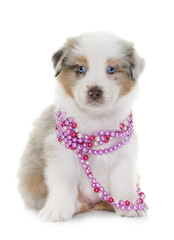 puppy australian shepherd