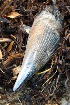 Shiny shell of horse mussel Atrina zelandica on brown seaweed on beach.