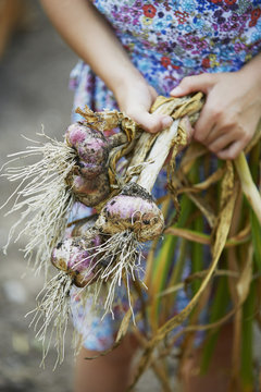 Mid-section of girl holding garlic