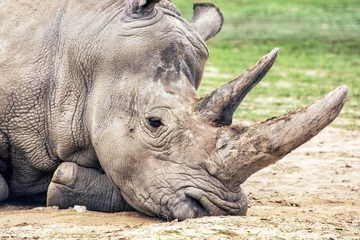 Photo sur Plexiglas Rhinocéros Close up portrait de profil du rhinocéros blanc