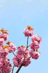 八重桜