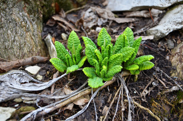 Bright spring greens with soft leaves in the clearing