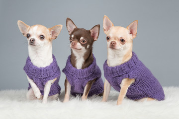 Three cute sitting chihuahua dogs wearing purple knitted sweaters on a grey background