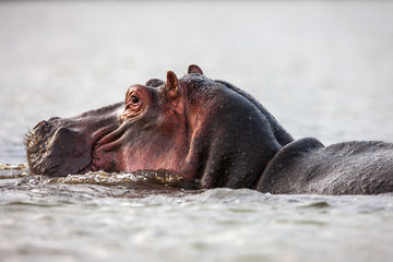 Hippopotamuses (Hippopotamus amphibius) swimming in water, Africa. Close up