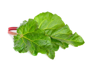 Rheum plant. Isolated on white.