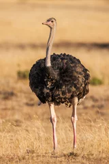 Poster Wild male ostrich walking on rocky plains of Africa. Close up © sichkarenko_com