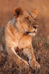 Close-up portrait of a majestic lioness in nature, Africa