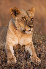 Obraz na płótnie Canvas Close-up portrait of a majestic lioness in nature, Africa