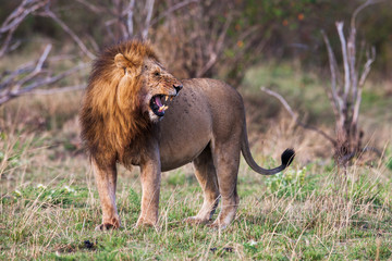 Male lion standing in the grass at sunset, Kenya. 